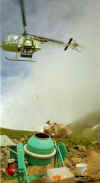 Unarde_helico-1